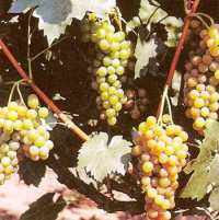 Продажа виноградников в Крыму